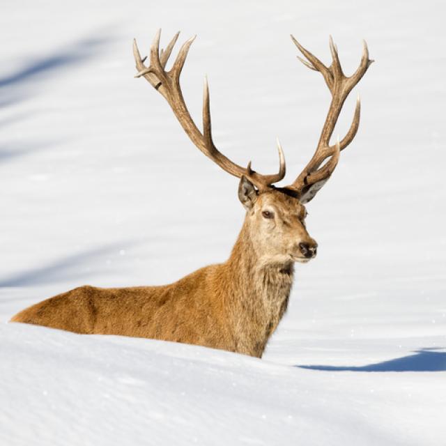 Cerf à l'état sauvage à l'Audibergue