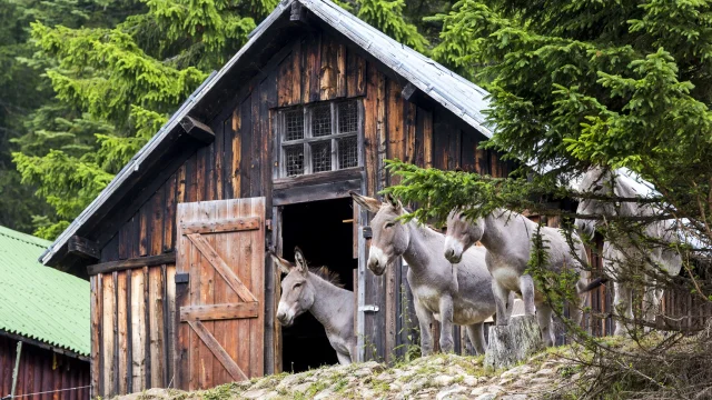 Les Anes De La Brasque C Ville De Nice Julien Veran