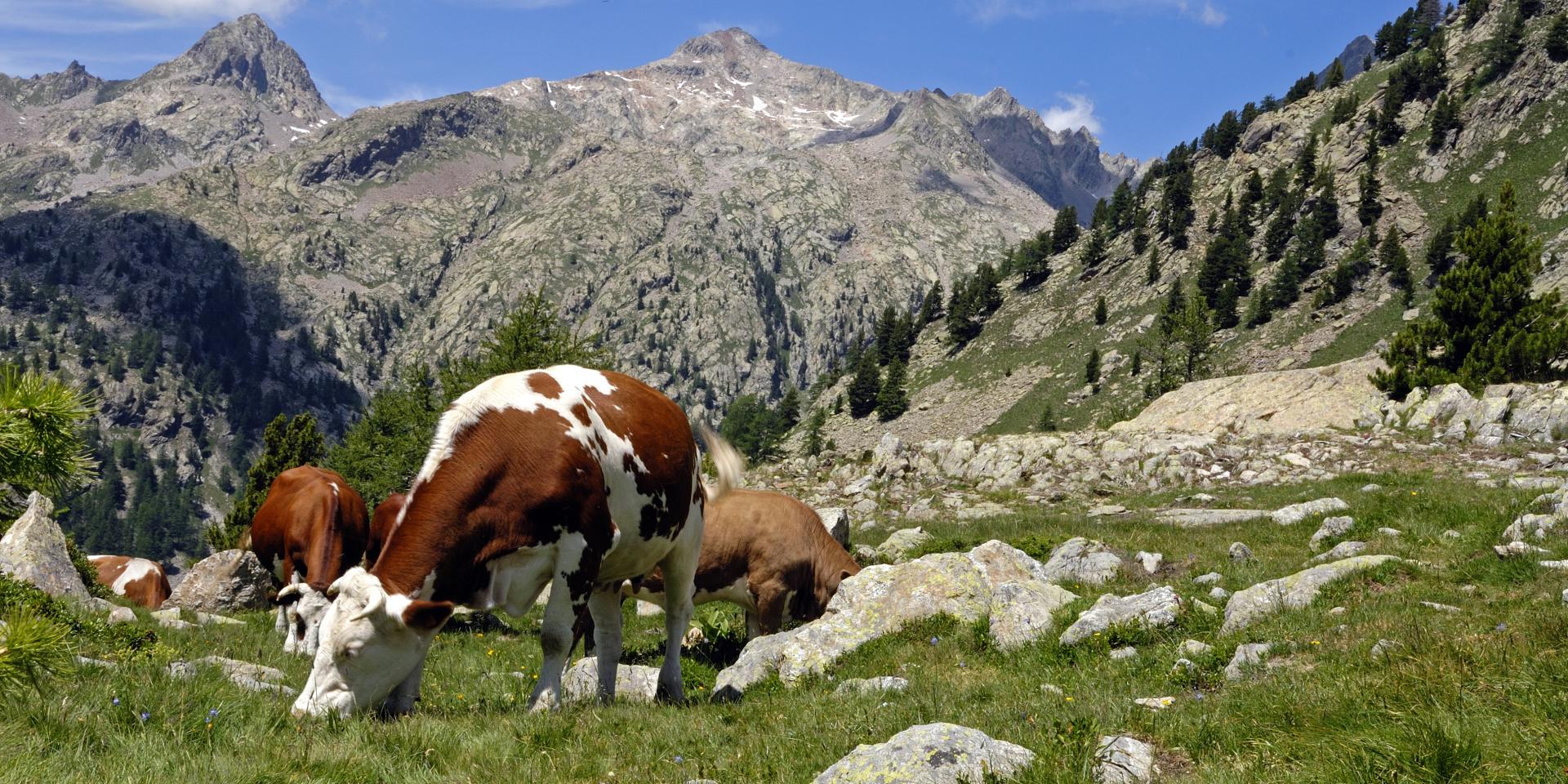 mountain landscapes in summer with cows grazing in the alpine pastures of Haute Vésubie