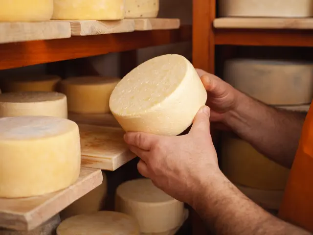 Ein Mann Käsemacher im Keller, schöne Holzregale mit einem fertigen Käsekreis, ripening. Cheese production, home basement, indoor. Privatunternehmer. hält in seinen Händen