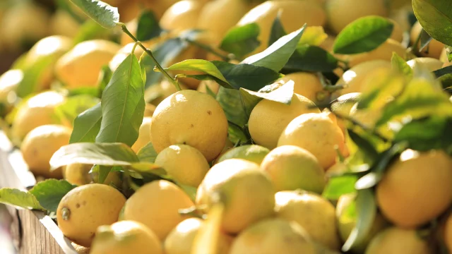 Citron, marche devant la halle municipale, Menton, Alpes-Maritimes (06) - France