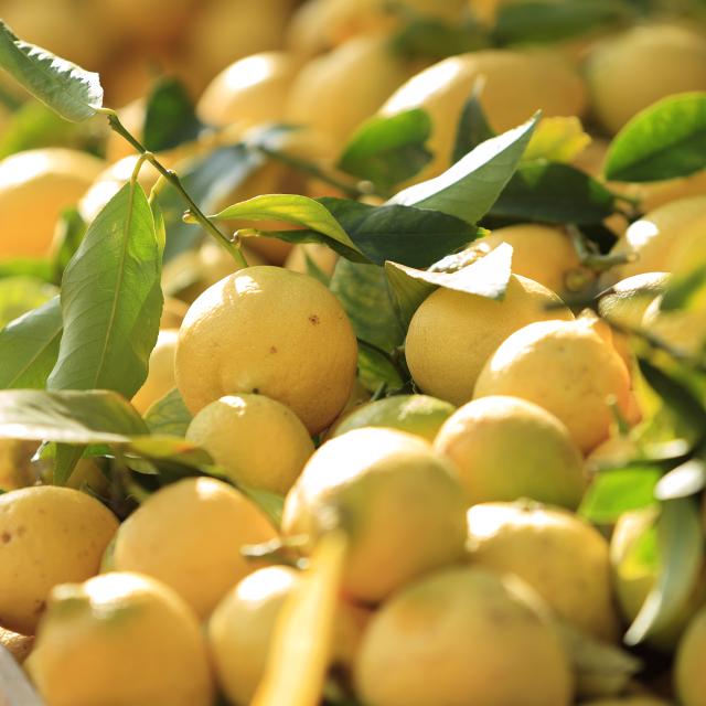 Citron, marche devant la halle municipale, Menton, Alpes-Maritimes (06) - France