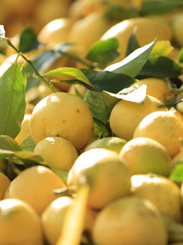 Citron, passeggiata davanti al mercato comunale, Mentone, Alpi Marittime (06) - Francia