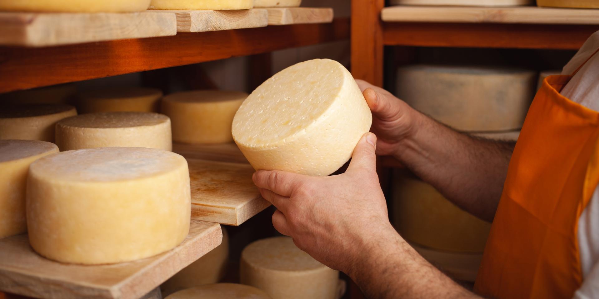A man cheesemaker in the cellar, beautiful wooden shelves with a ready cheese circle, ripening. Cheese production, home basement, indoor. Private entrepreneur. holds in his hands