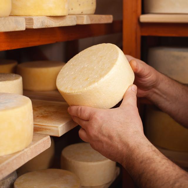 A man cheesemaker in the cellar, beautiful wooden shelves with a ready cheese circle, ripening. Cheese production, home basement, indoor. Private entrepreneur. holds in his hands