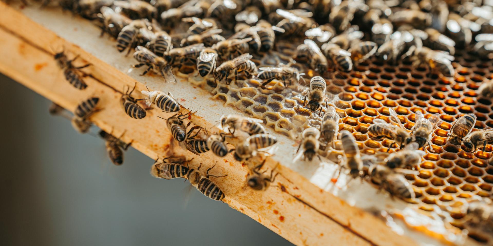 Close-up of a honeycomb with wooden frame with lots of bees on it,bees producing fresh tasty honey,horizontal