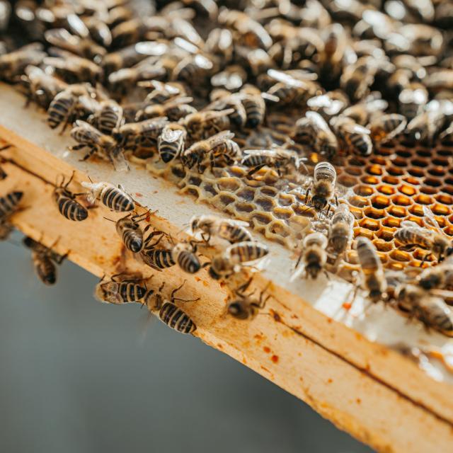 Close-up of a honeycomb with wooden frame with lots of bees on it,bees producing fresh tasty honey,horizontal