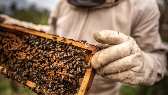 Close-up of a beekeeper collecting honey on a honeycomb of bees