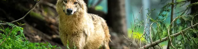 Rencontre avec le loup du Mercantour : immersion au cœur de la nature sauvage