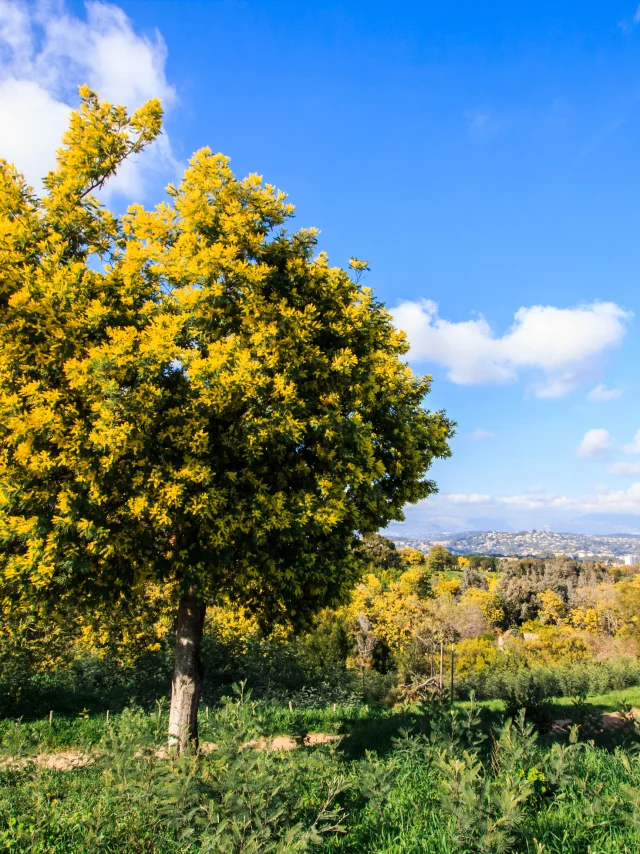 Img 2560 Croix Des Gardes Cannes Town Hall