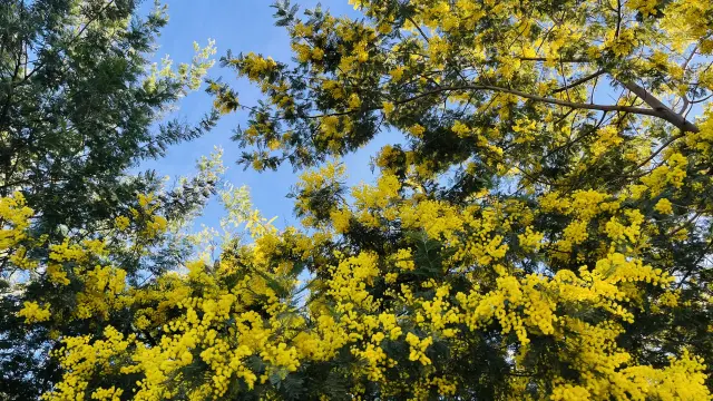 Mimosa Cote D Azur France Tourisme Soumaya Boussadoun 1