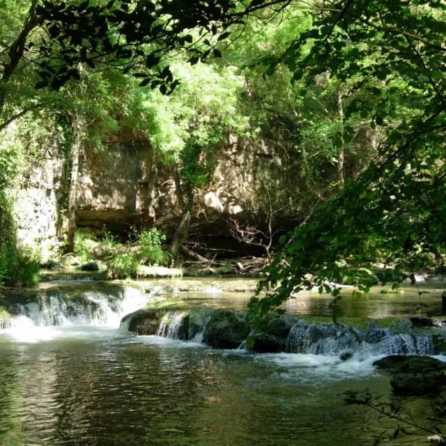 Cascade paisible de la Brague entourée d'une végétation luxuriante dans la forêt de Biot.