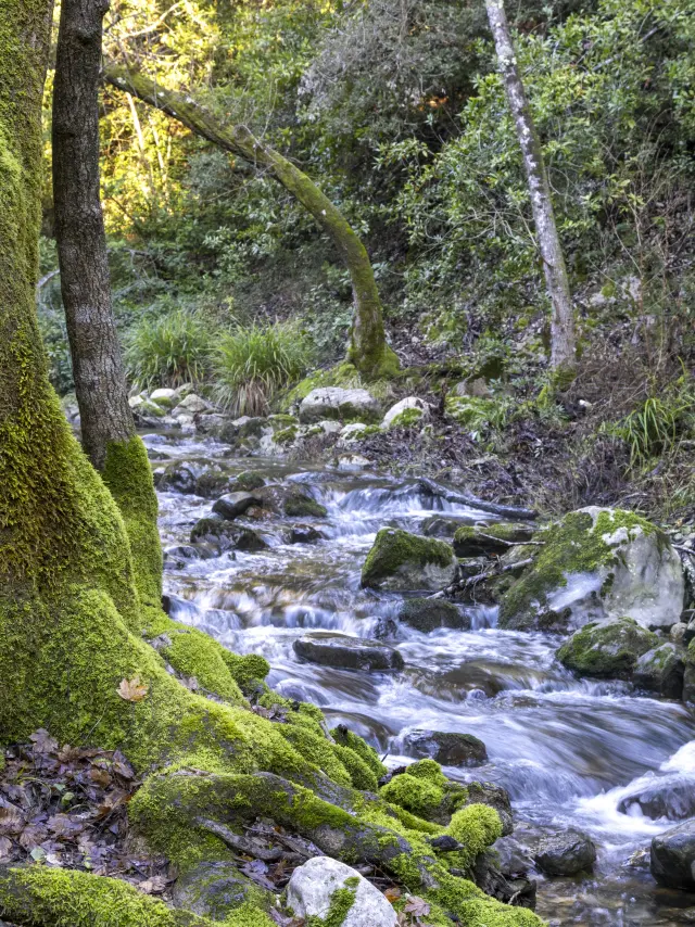 Arbre couvert de mousse et rivière de la Brague dans la forêt de Biot, un havre de fraîcheur et de nature.
