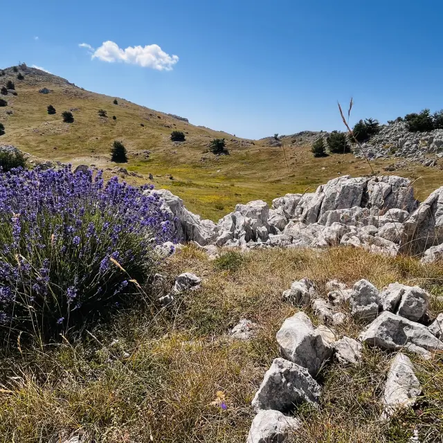 Lavande en fleur sur un plateau d’altitude dans les Préalpes d’Azur, sous un ciel bleu limpide.