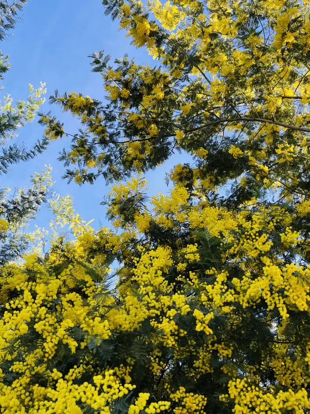 Mimosa Cote D Azur Frankreich Tourismus Soumaya Boussadoun