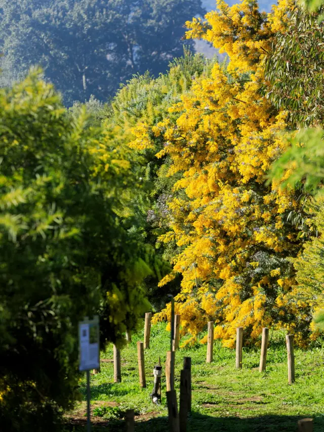 Route du Mimosa - Bormes-les-Mimosas