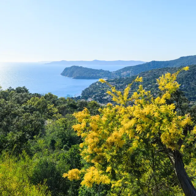 Route du Mimosa - Rayol-Canadel-sur-Mer