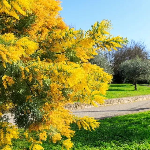 Route du Mimosa - Pégomas