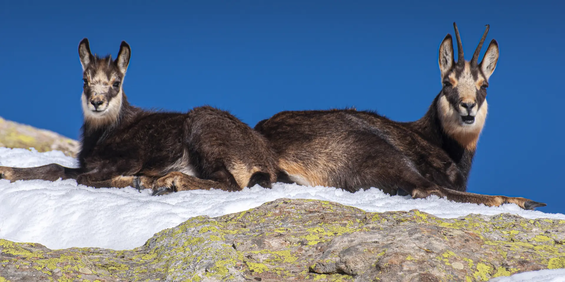 Chamois Madone De Fenestre Cote D Azur France Tourisme Lionel Lecourtier