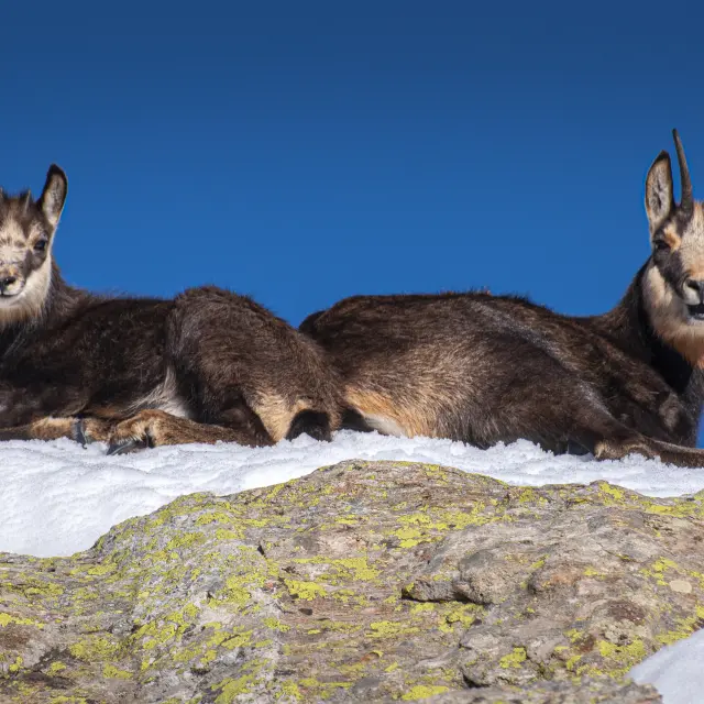 Chamois Madone De Fenestre Cote D Azur France Tourisme Lionel Lecourtier