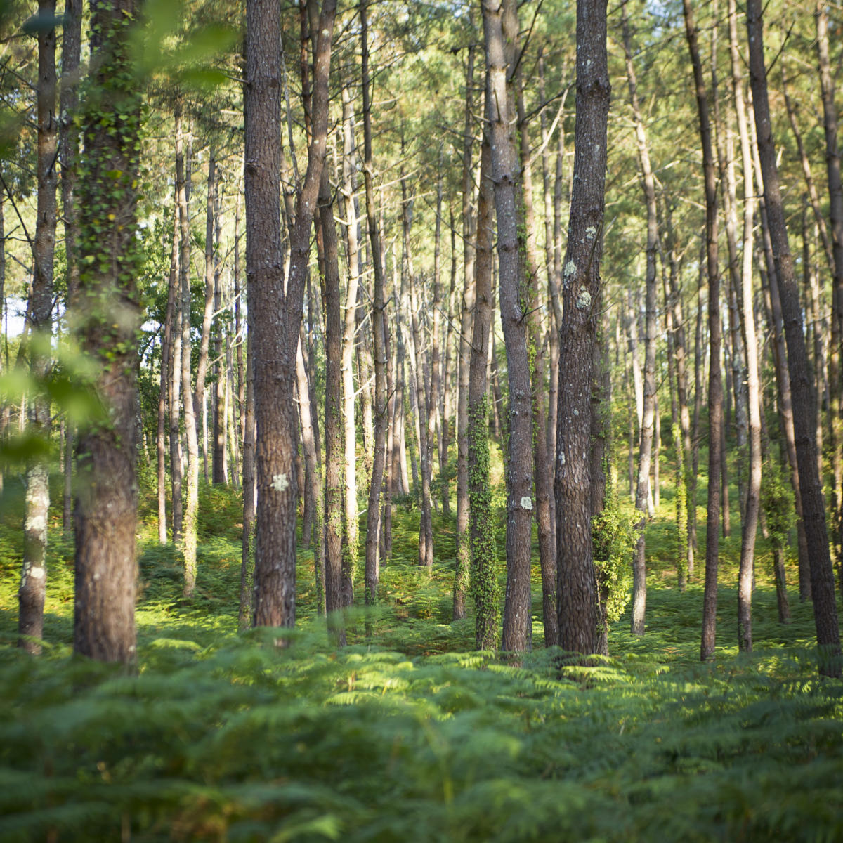 Foret des landes surface