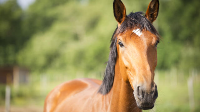 J'ai testé la balade à cheval