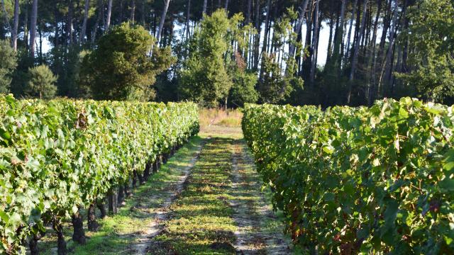 Vendanges chez Desbieys | Côte Landes Nature