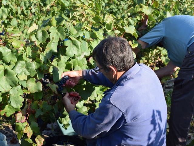 Vendanges chez Desbieys | Côte Landes Nature