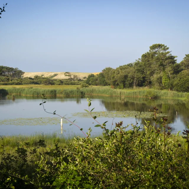 À voir à Léon : le Marais de la Pipe dans la réserve naturelle du Courant d'Huchet
