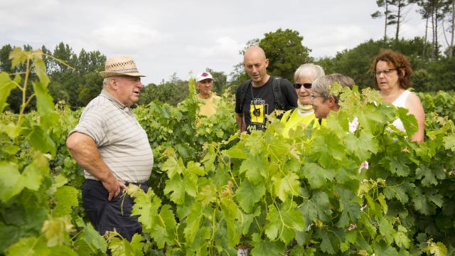 Vendanges chez Desbieys | Côte Landes Nature