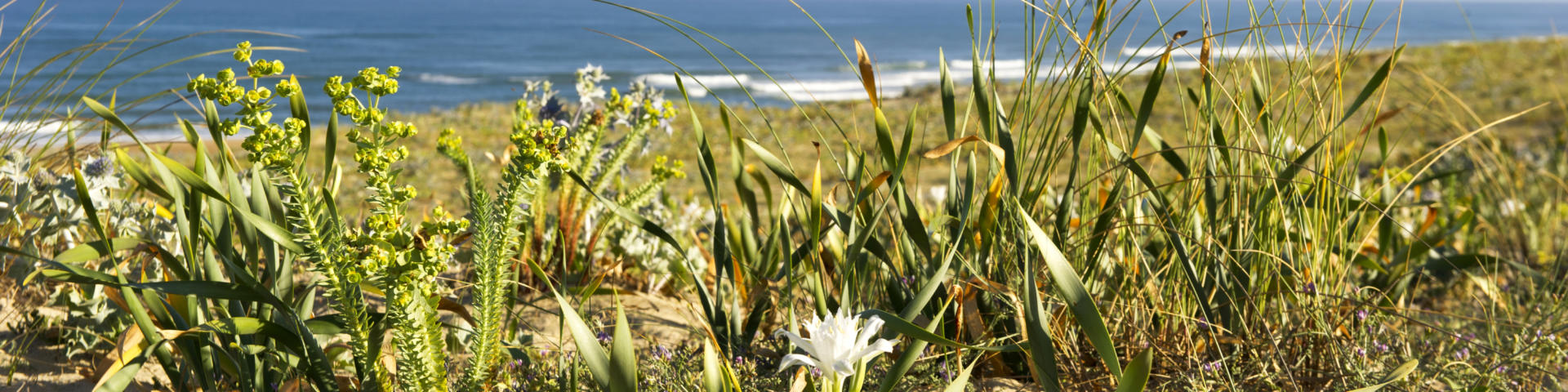 Saint Girons Plage en Côte Landes Nature