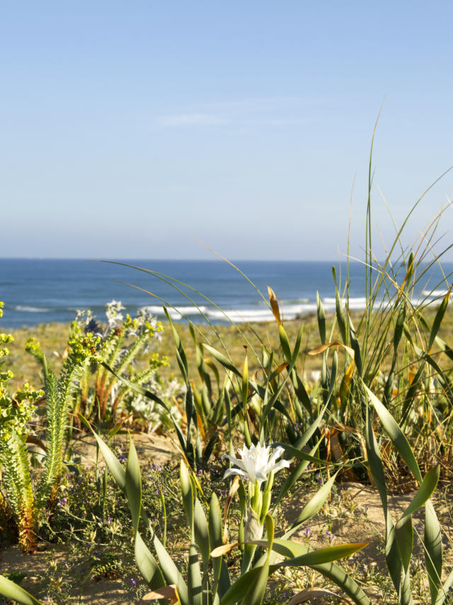 Saint Girons Plage en Côte Landes Nature