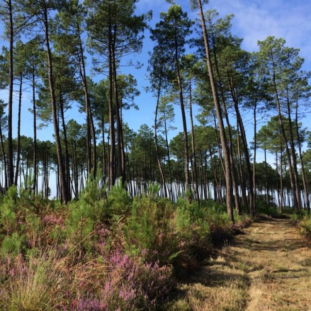Forêt Landaise | Côte Landes Nature Tourisme