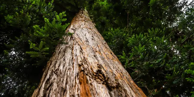 Castets Arbre Remarquable Sequoia @lesley Williamson