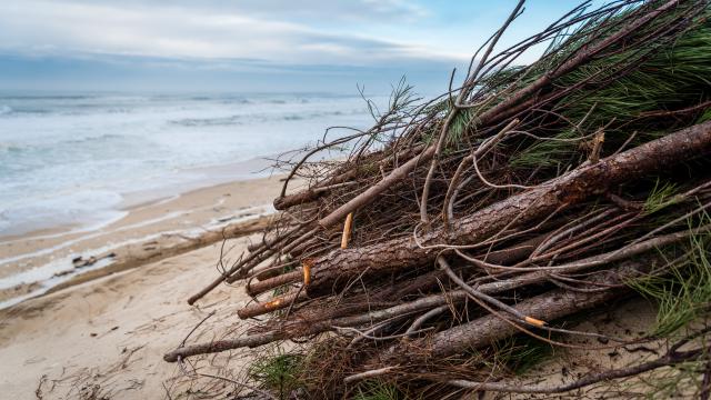 Tito Labadie | Côte Landes Nature Tourisme