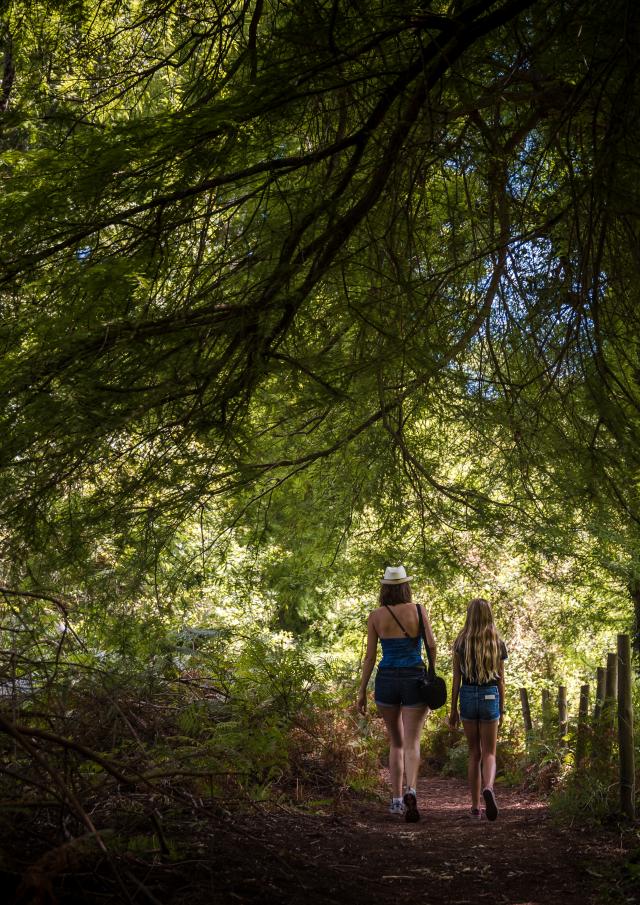 Balade en forêt près du Courant d'Huchet