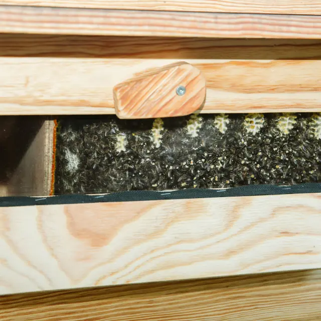 Jeremy Barbasse et ses abeilles noires des Landes