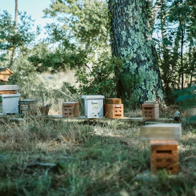 Jeremy Barbasse et ses abeilles noires des Landes