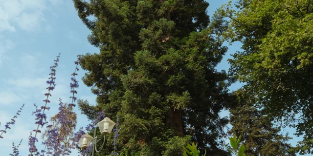 Le séquoia, arbre remarquable à Castets