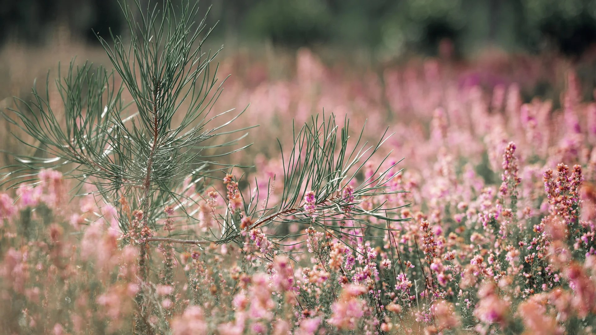 En automne, c'est le retour de la bruyère dans les Landes