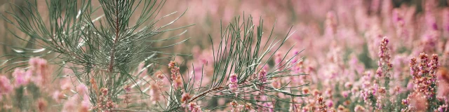 En automne, c'est le retour de la bruyère dans les Landes