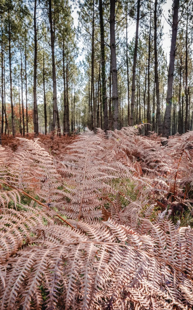 La belle forêt landaise aux couleurs de l'automne