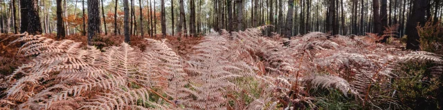 La belle forêt landaise aux couleurs de l'automne