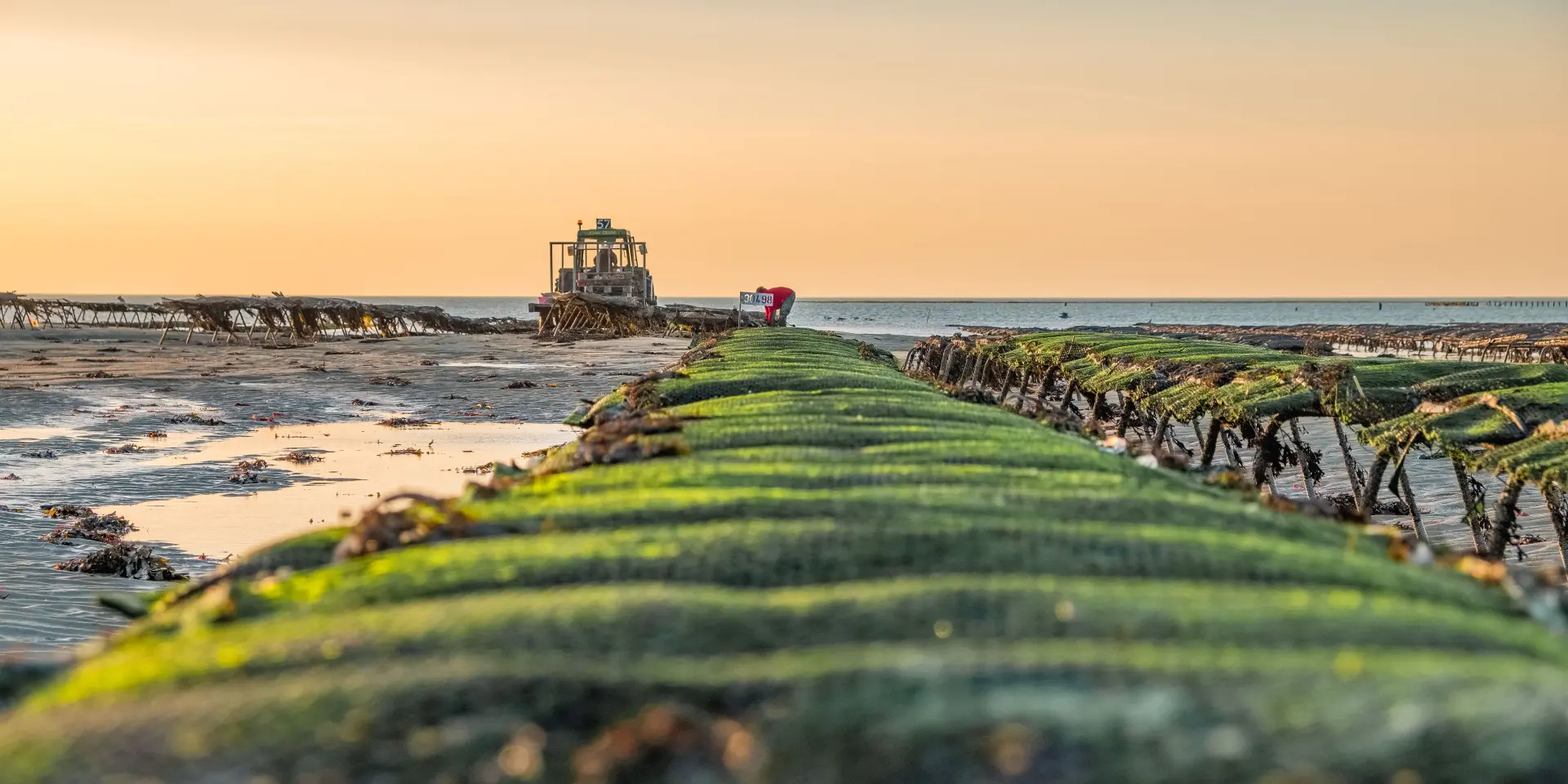 Bateau échoué sur des algues vertes à marée basse