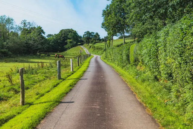 Chemin de terre bordé de haies et d’arbres en bordure de champ