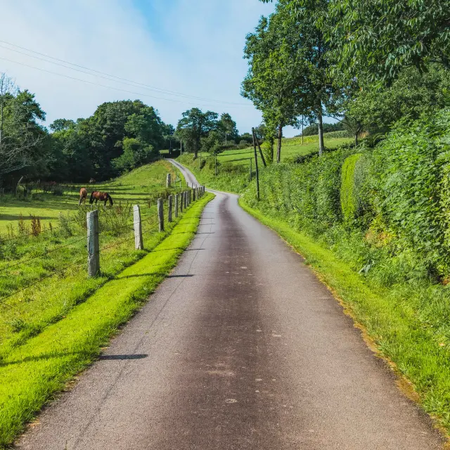 Chemin de terre bordé de haies et d’arbres en bordure de champ