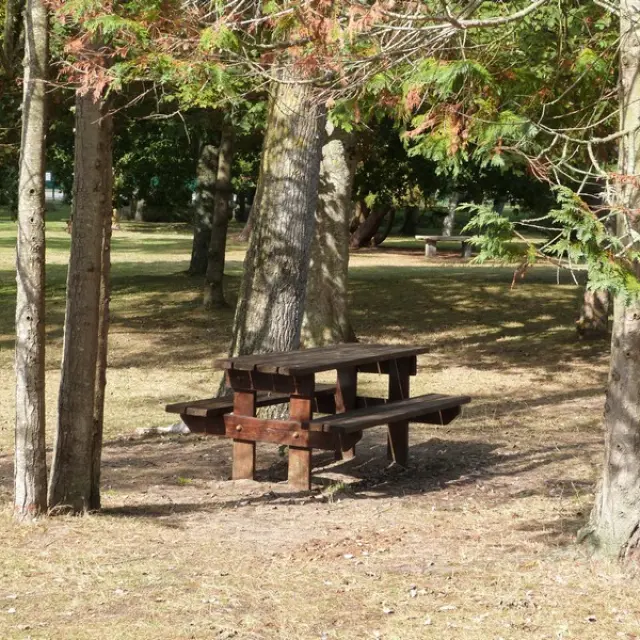 Table de pique-nique en bois entourée d'arbres dans une forêt