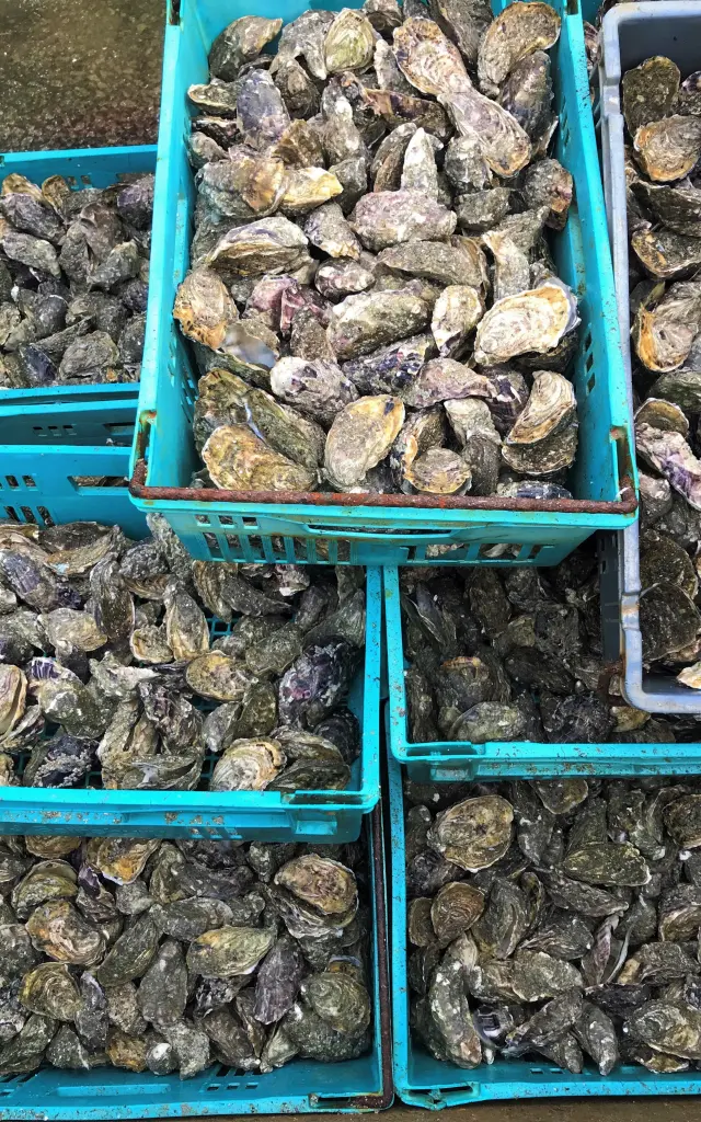 Plusieurs paniers bleus remplis d'huîtres fraîches
