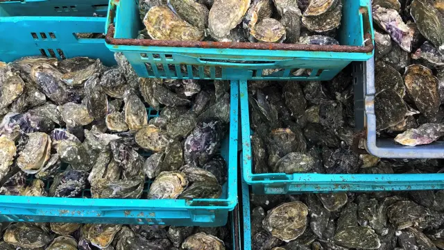 Coquillages empilés dans des caisses bleues sur un quai de port au crépuscule
