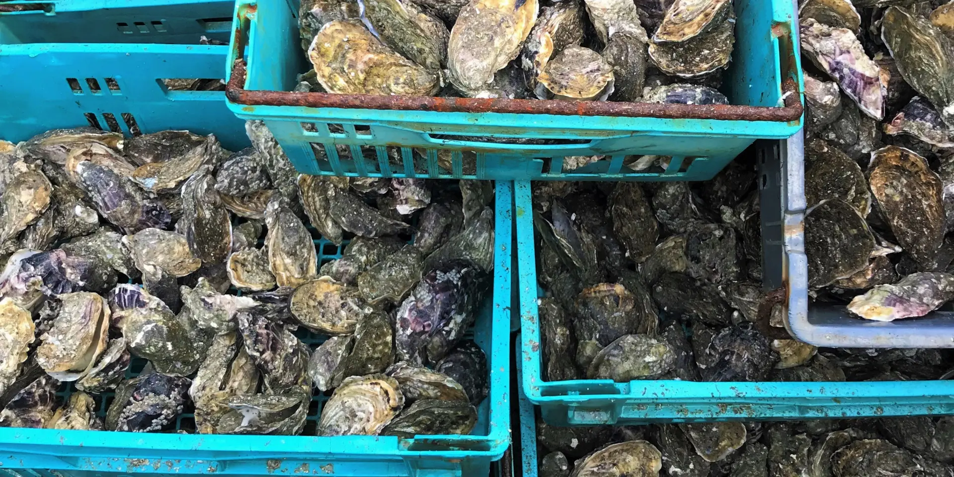 Several blue baskets filled with fresh oysters